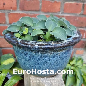 Hosta Blue Mouse Ears