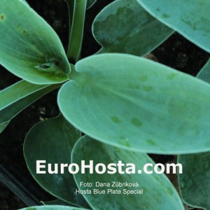 Hosta Blue Plate Special - Eurohosta