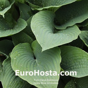 Hosta Blue Umbrellas - Eurohosta