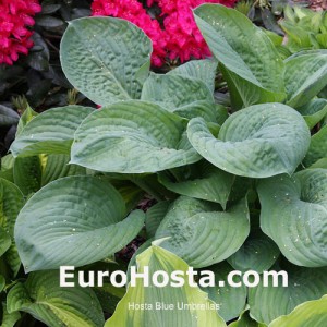 Hosta Blue Umbrellas - Eurohosta