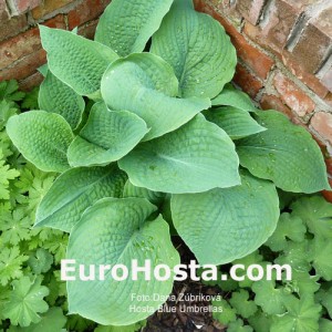 Hosta Blue Umbrellas - Eurohosta