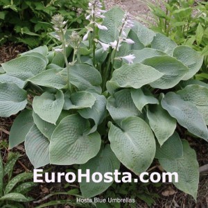 Hosta Blue Umbrellas - Eurohosta