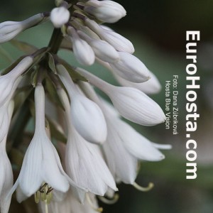 Hosta Blue Vision