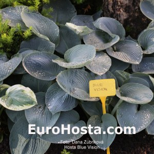 Hosta Blue Vision