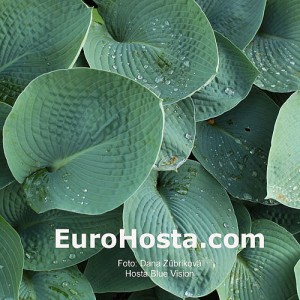 Hosta Blue Vision