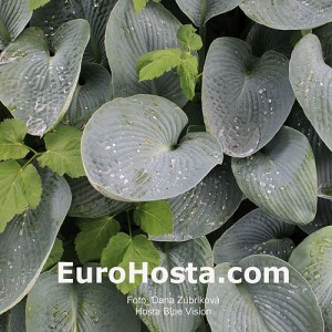 Hosta Blue Vision