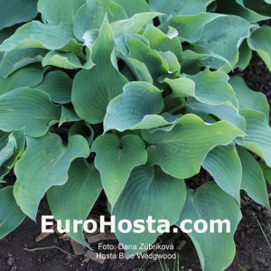 Hosta Blue Wedgwood - Eurohosta