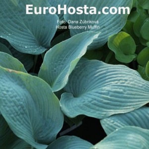 Hosta Blueberry Muffin - Eurohosta