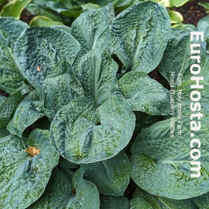 Hosta Blueberry Waffles