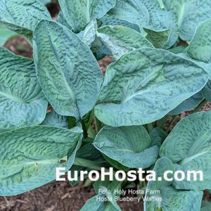 Hosta Blueberry Waffles