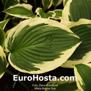 Hosta Bobbie Sue