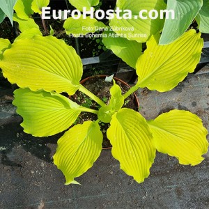 Hosta Bohemia Atlantis Sunrise 