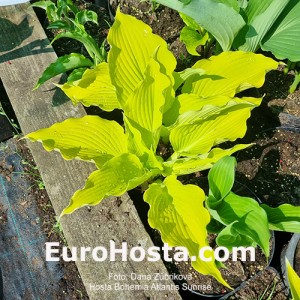 Hosta Bohemia Atlantis Sunrise 