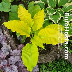 Hosta Bohemia Atlantis Sunrise 