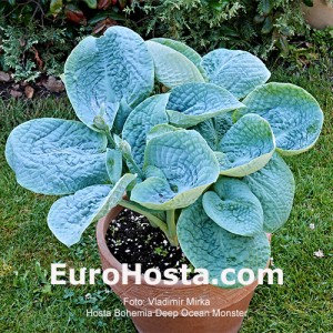 Hosta Bohemia Deep Ocean Monster