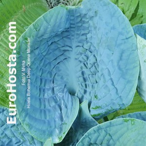 Hosta Bohemia Deep Ocean Monster