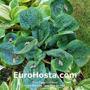 Hosta Bohemia Deep Ocean Monster