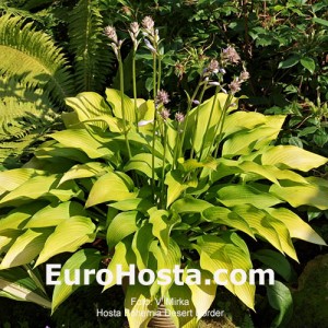 Hosta Bohemia Desert Border