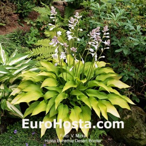 Hosta Bohemia Desert Border