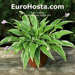 Hosta Bohemia Doug's Dirk