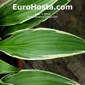 Hosta Bohemia Doug's Dirk