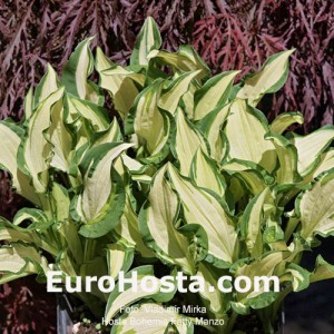 Hosta Bohemian Fatty Manzo