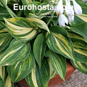 Hosta Bohemia Ice Age Orphan 