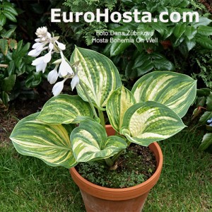 Hosta Bohemia Oh Well