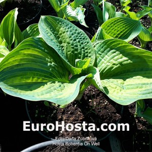 Hosta Bohemia Oh Well