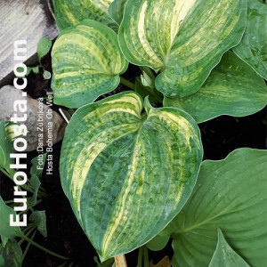 Hosta Bohemia Oh Well