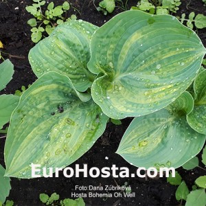 Hosta Bohemia Oh Well