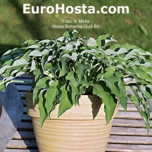 Hosta Bohemia Quill Bill