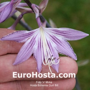 Hosta Bohemia Quill Bill