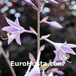 Hosta Bohemia Quill Bill