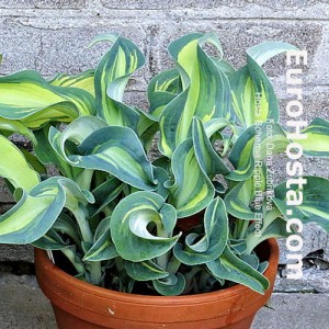 Hosta Bohemia Ripple Blue Effect