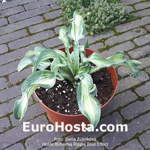 Hosta Bohemia Ripple Blue Effect