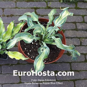 Hosta Bohemia Ripple Blue Effect