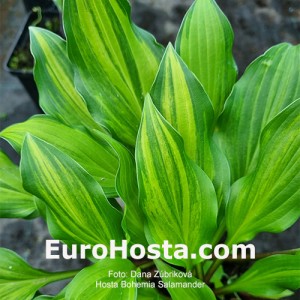 Hosta Bohemia Salamander