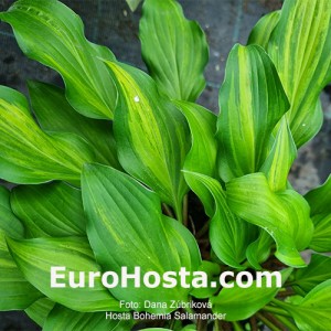 Hosta Bohemia Salamander