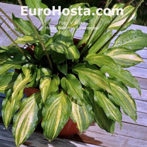 Hosta Bohemia Salamander