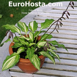 Hosta Bohemia Salamander