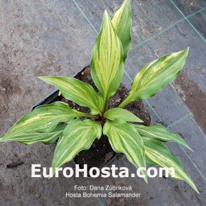 Hosta Bohemia Salamander