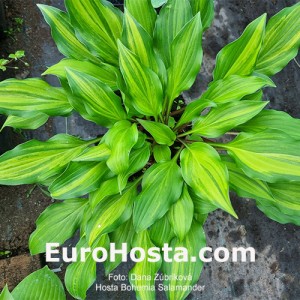 Hosta Bohemia Salamander