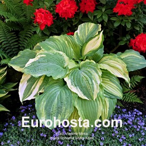 hosta Bohemia Shere Khan