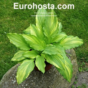 hosta Bohemia Shere Khan