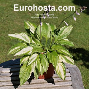 hosta Bohemia Shere Khan