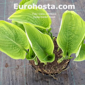 Hosta Border Street