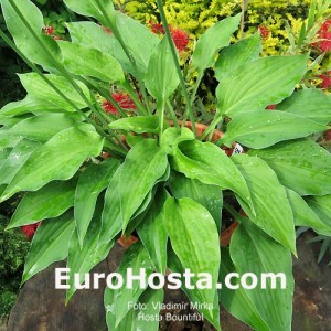 Hosta Bountiful