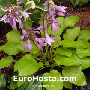 Hosta Boyz Toy