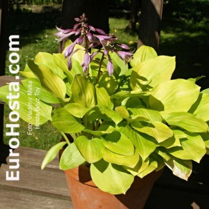 Hosta Boyz Toy